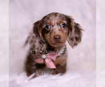 Small #3 Dachshund