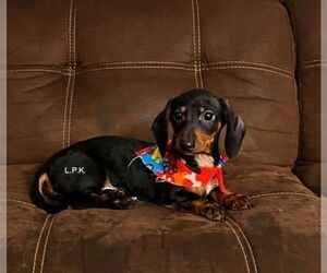 Dachshund Puppy for sale in WINNSBORO, LA, USA