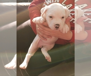 Masti-Bull Puppy for sale in BURNETTSVILLE, IN, USA