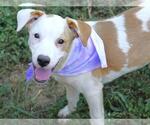 Small Black Mouth Cur Mix