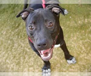 Labrador Retriever-Unknown Mix Dogs for adoption in Tallahassee, FL, USA