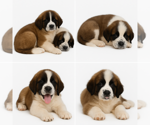 Saint Bernard Puppy for Sale in BELMONT, Wisconsin USA