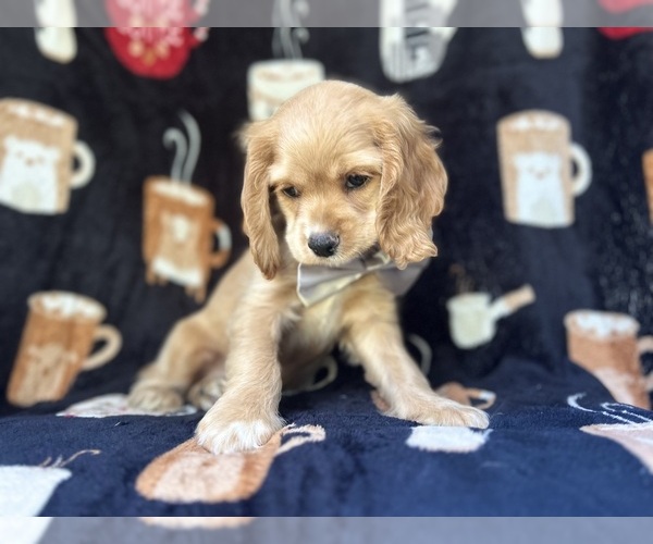 Medium Photo #5 Cocker Spaniel Puppy For Sale in LAKELAND, FL, USA