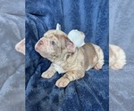Small #1 French Bulldog