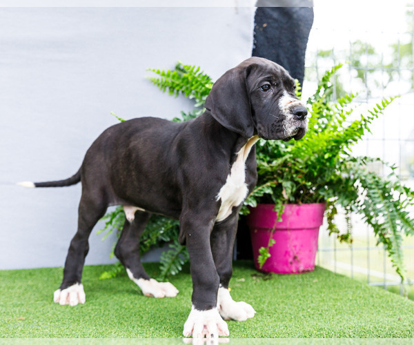 Medium Photo #18 Great Dane Puppy For Sale in WAKARUSA, IN, USA