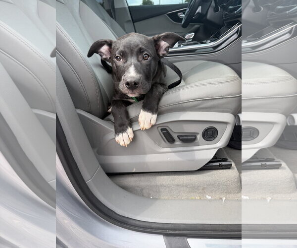 Medium Photo #12 American Staffordshire Terrier-Unknown Mix Puppy For Sale in Holly Springs, NC, USA