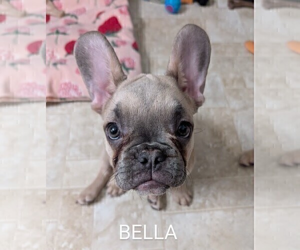 Medium Photo #10 French Bulldog Puppy For Sale in MCKINLEYVILLE, CA, USA