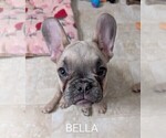 Small Photo #10 French Bulldog Puppy For Sale in MCKINLEYVILLE, CA, USA