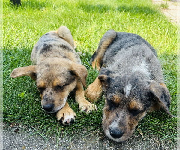 Medium Photo #6 Australian Shepherd-Unknown Mix Puppy For Sale in Princeton, MN, USA