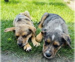 Small #5 Australian Shepherd Mix