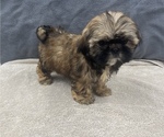 Small Photo #2 Shih Tzu Puppy For Sale in SAINT AUGUSTINE, FL, USA