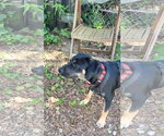 Small #1 German Shepherd Dog Mix