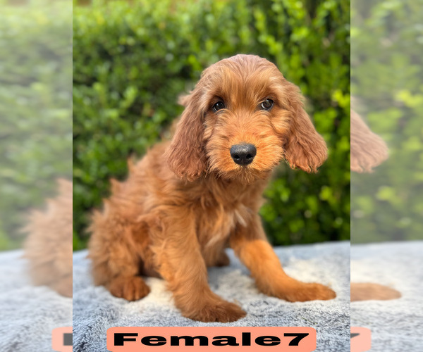 Medium Photo #21 Goldendoodle (Miniature) Puppy For Sale in BAKERSFIELD, CA, USA