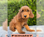 Small #20 Goldendoodle (Miniature)