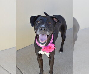 Labrador Retriever-Unknown Mix Dogs for adoption in McKinney, TX, USA