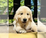Small Photo #33 Golden Retriever Puppy For Sale in AMITY, AR, USA