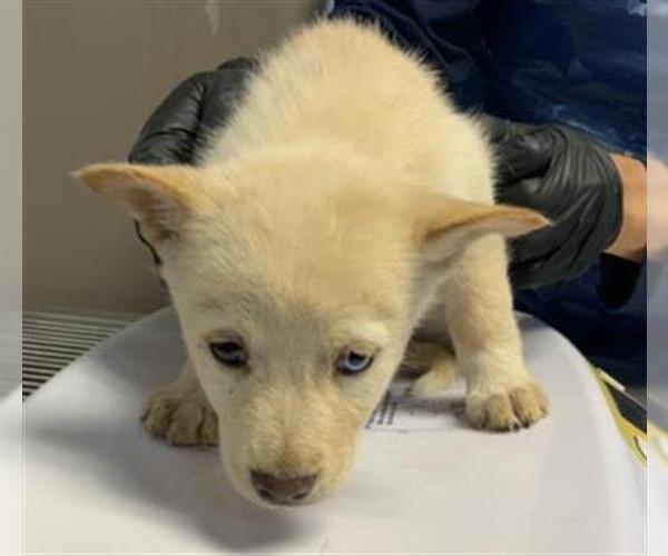 Medium Photo #1 Siberian Husky-Unknown Mix Puppy For Sale in Visalia, CA, USA