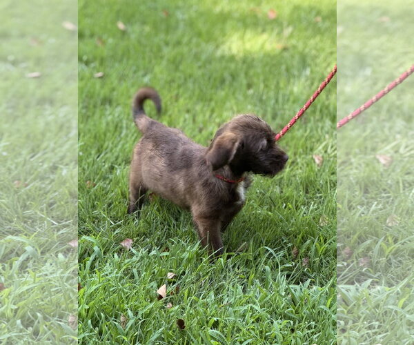 Medium Photo #4 Labrador Retriever Puppy For Sale in Yardley, PA, USA