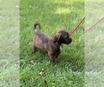 Small #3 Labrador Retriever
