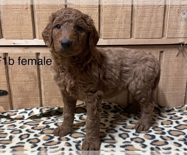 Medium Photo #5 Goldendoodle Puppy For Sale in FORT PAYNE, AL, USA