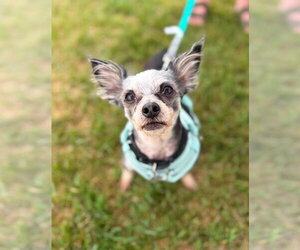 Chihuahua-Unknown Mix Dogs for adoption in Salt Lake City, UT, USA