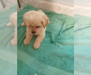 Shorkie Tzu Puppy for sale in VIRGINIA BEACH, VA, USA