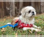 Small Photo #3 Shih Tzu-Unknown Mix Puppy For Sale in Fort Worth, TX, USA