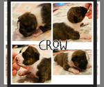 Small Photo #2 Basenji Puppy For Sale in TEXARKANA, TX, USA