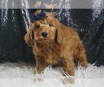 Puppy Felix F1B Goldendoodle (Miniature)