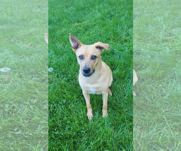 Medium Photo #6 Black Mouth Cur-Unknown Mix Puppy For Sale in Okolona, MS, USA