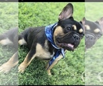 Small Photo #1 French Bulldog Puppy For Sale in TULARE, CA, USA
