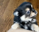 Small Photo #2 Pomeranian Puppy For Sale in COLUMBIA, MO, USA