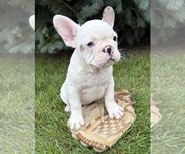 Medium Photo #2 French Bulldog Puppy For Sale in MIDDLEBURY, IN, USA