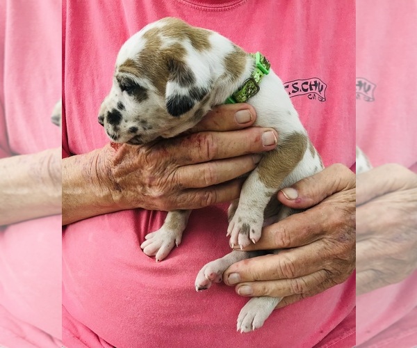 Medium Photo #10 Great Dane Puppy For Sale in THOMSON, GA, USA