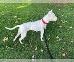 Small Photo #5 Dogo Argentino-Unknown Mix Puppy For Sale in Elk Grove, CA, USA