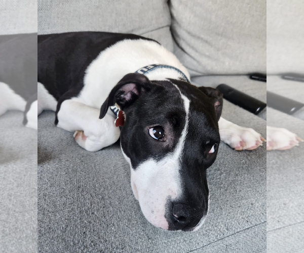 Medium Photo #3 Mutt Puppy For Sale in Rockville, MD, USA