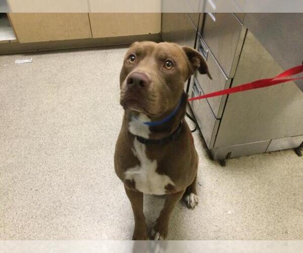 Medium Photo #1 American Pit Bull Terrier Puppy For Sale in Riverside, CA, USA