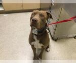 Small American Pit Bull Terrier