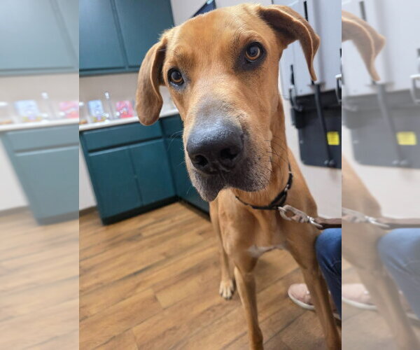 Medium Photo #3 Great Dane-Rhodesian Ridgeback Mix Puppy For Sale in Bullard, TX, USA