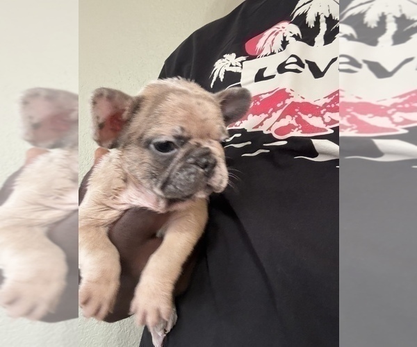 Medium Photo #7 French Bulldog Puppy For Sale in CINCINNATI, OH, USA