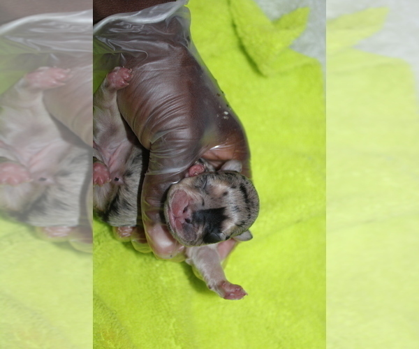 Medium Photo #13 French Bulldog Puppy For Sale in SPRING, TX, USA