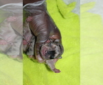 Small Photo #13 French Bulldog Puppy For Sale in SPRING, TX, USA
