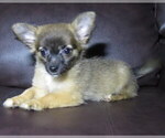 Small #11 Chihuahua