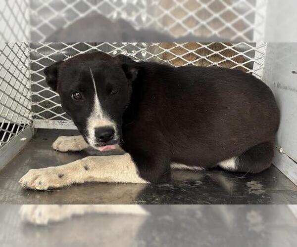 Medium Photo #1 Mutt Puppy For Sale in Bakersfield, CA, USA