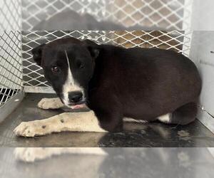 Mutt Dogs for adoption in Bakersfield, CA, USA