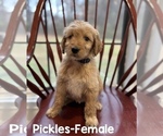 Puppy Puppy 6 Pickles Goldendoodle