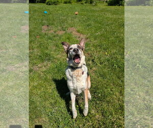 Chandler - Male Mutt Dog for Adoption - Photo #4