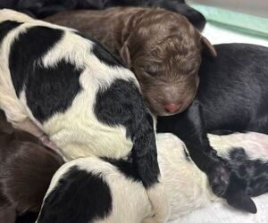 Labradoodle Puppy for sale in OSTEEN, FL, USA
