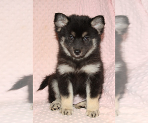 Pomsky Puppy for sale in DENTON, TX, USA