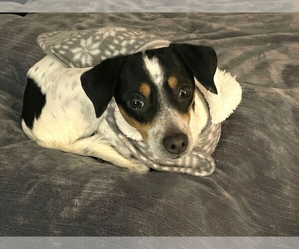 Medium Photo #5 Mutt Puppy For Sale in St. Louis Park, MN, USA